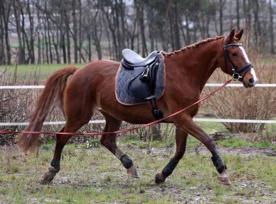 Frederiksborg Lia Toftedal •RIP• billede 12