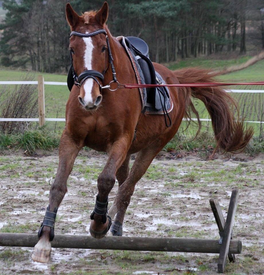 Frederiksborg Lia Toftedal •RIP• billede 13