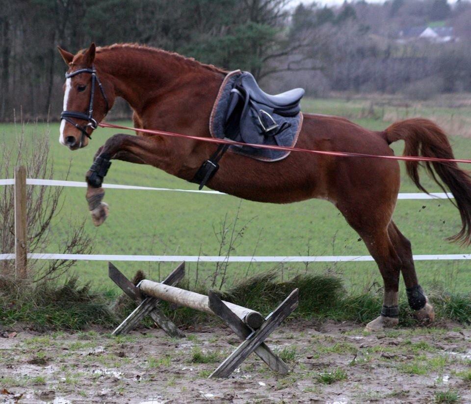Frederiksborg Lia Toftedal •RIP• billede 14