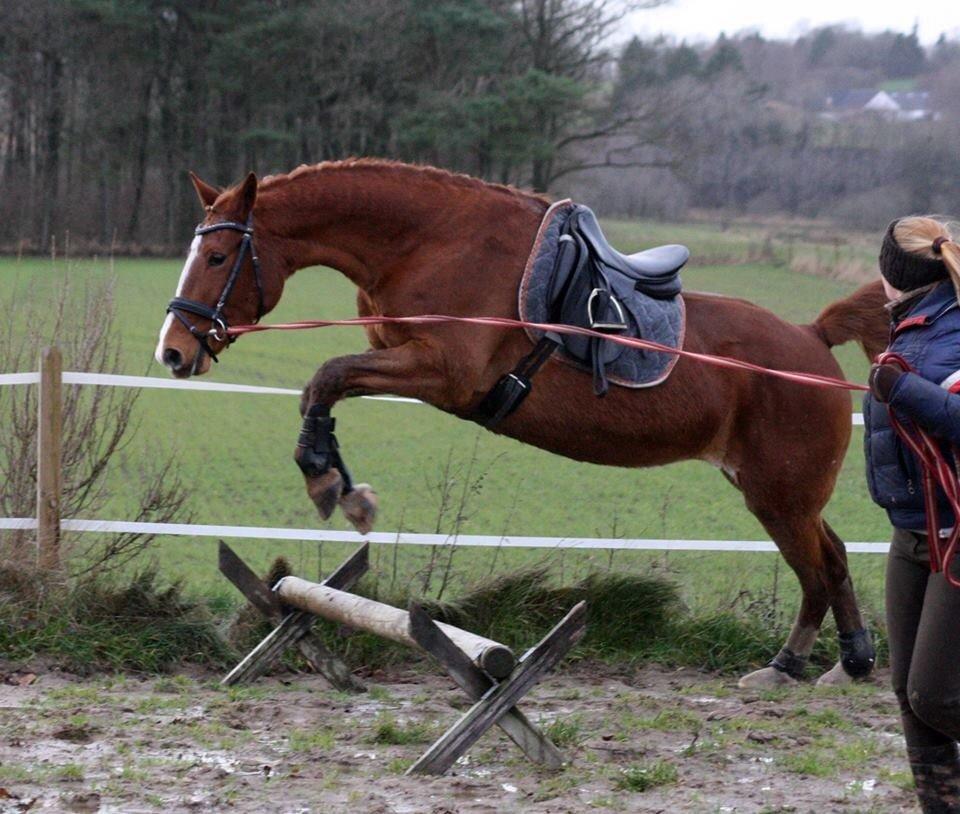 Frederiksborg Lia Toftedal •RIP• billede 15
