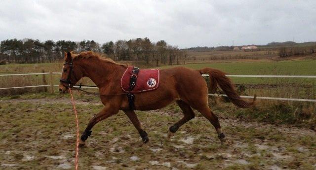 Frederiksborg Lia Toftedal •RIP• billede 8