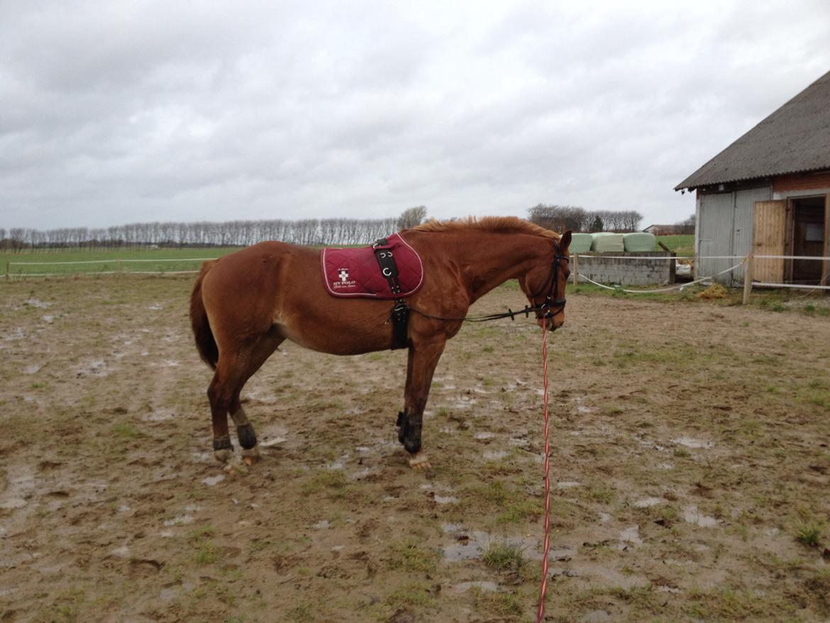 Frederiksborg Lia Toftedal •RIP• billede 9