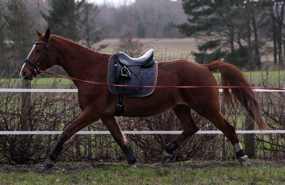 Frederiksborg Lia Toftedal •RIP• billede 11