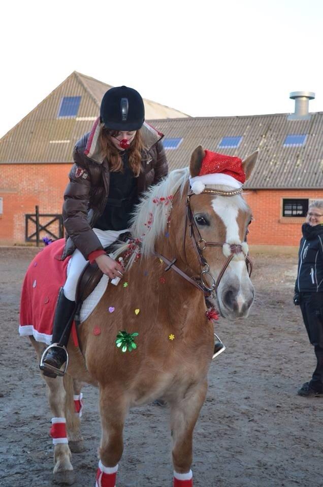 Haflinger sunshine *my soulmate*<3 billede 13