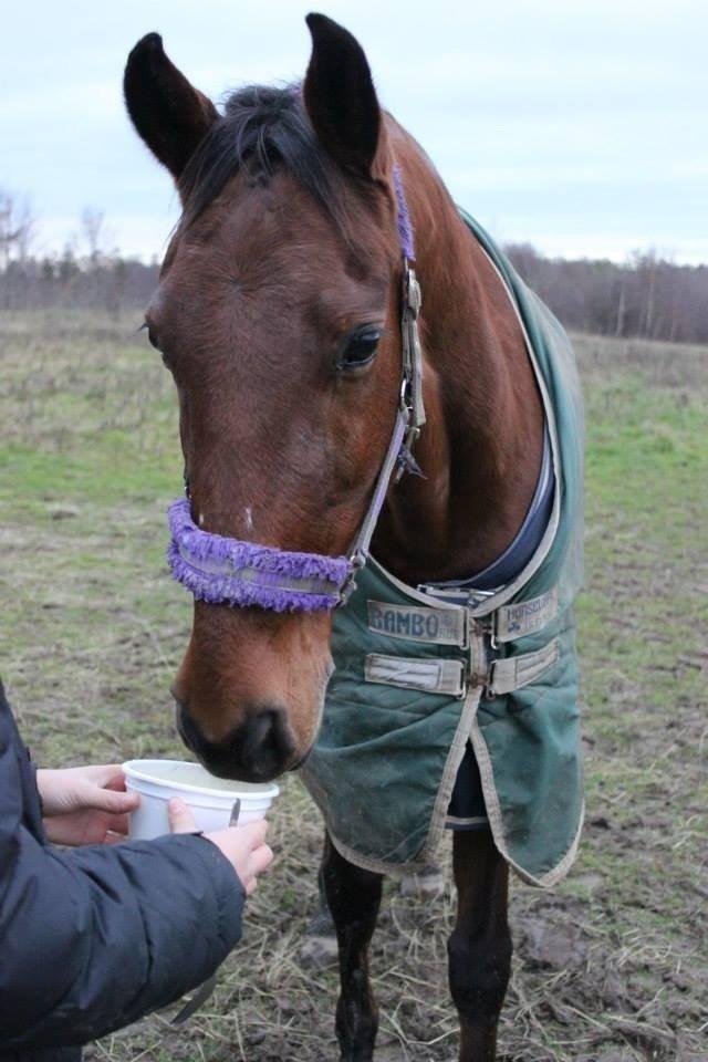 Anden særlig race Allgrea billede 12