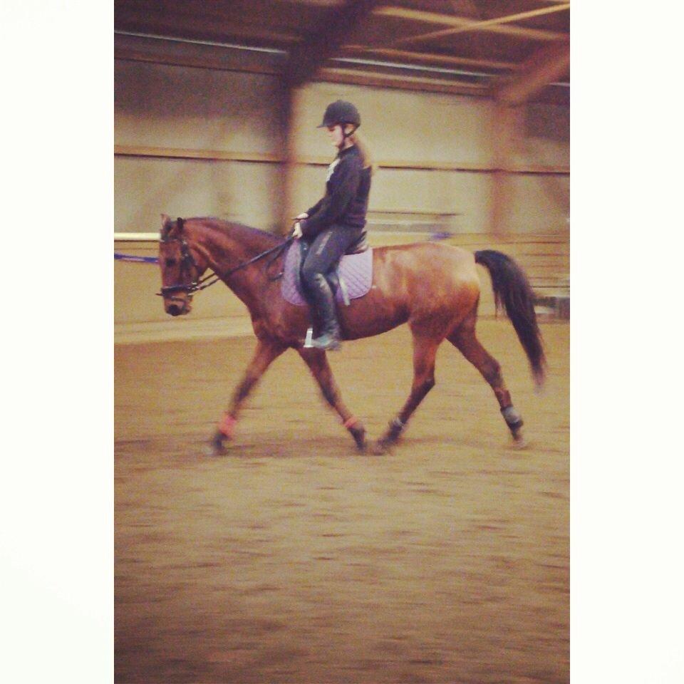 Anden særlig race Allgrea billede 13