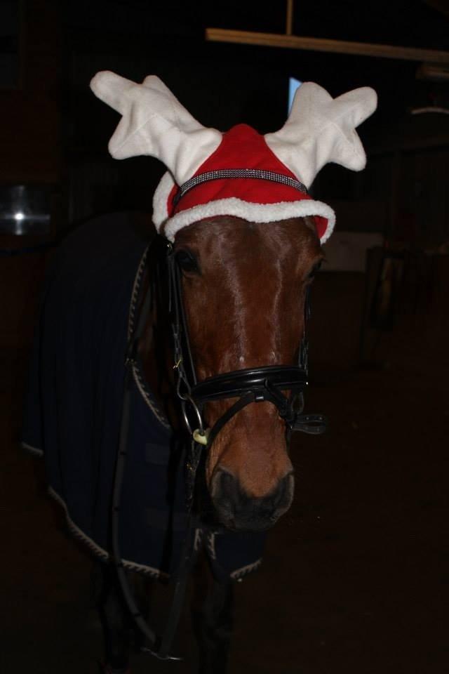 Anden særlig race Allgrea billede 14