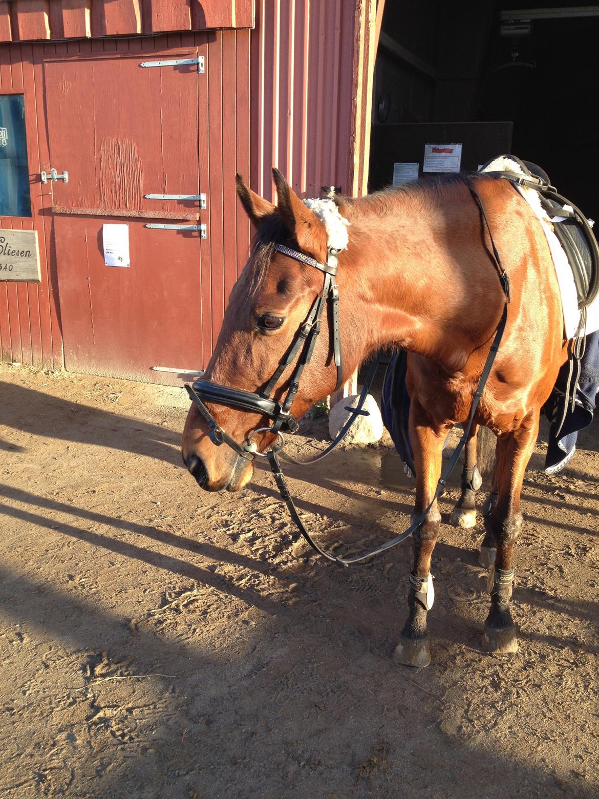 Anden særlig race Allgrea billede 17