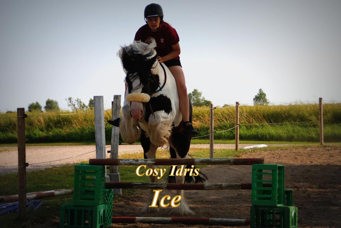 Tinker Cosy Idris Ice - Springer 75 cm med rebgrime og uden sadel, d. 12 juli :). billede 1