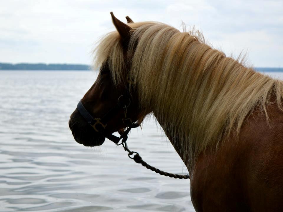 Shetlænder Følfods Nirvana - Nirvana i Esrum Sø. 5. juli 2013 billede 6