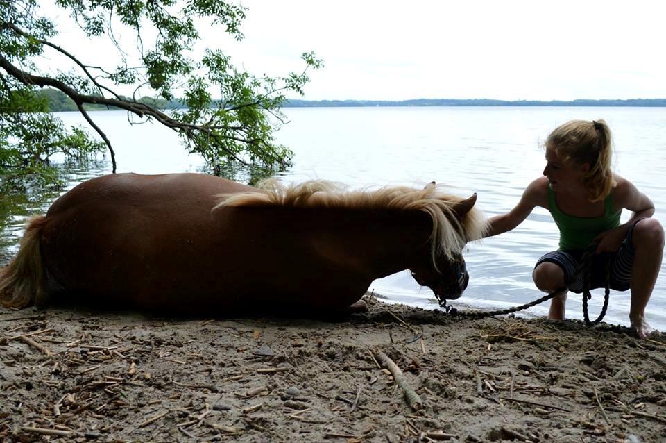 Shetlænder Følfods Nirvana - Nirvana og jeg billede 8