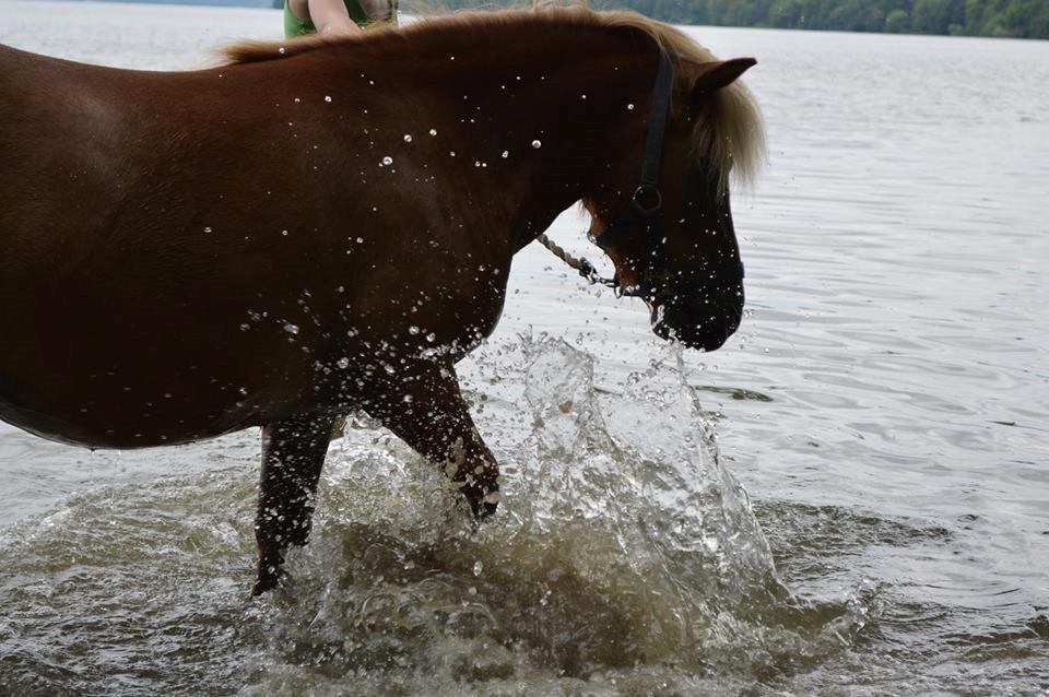 Shetlænder Følfods Nirvana billede 9
