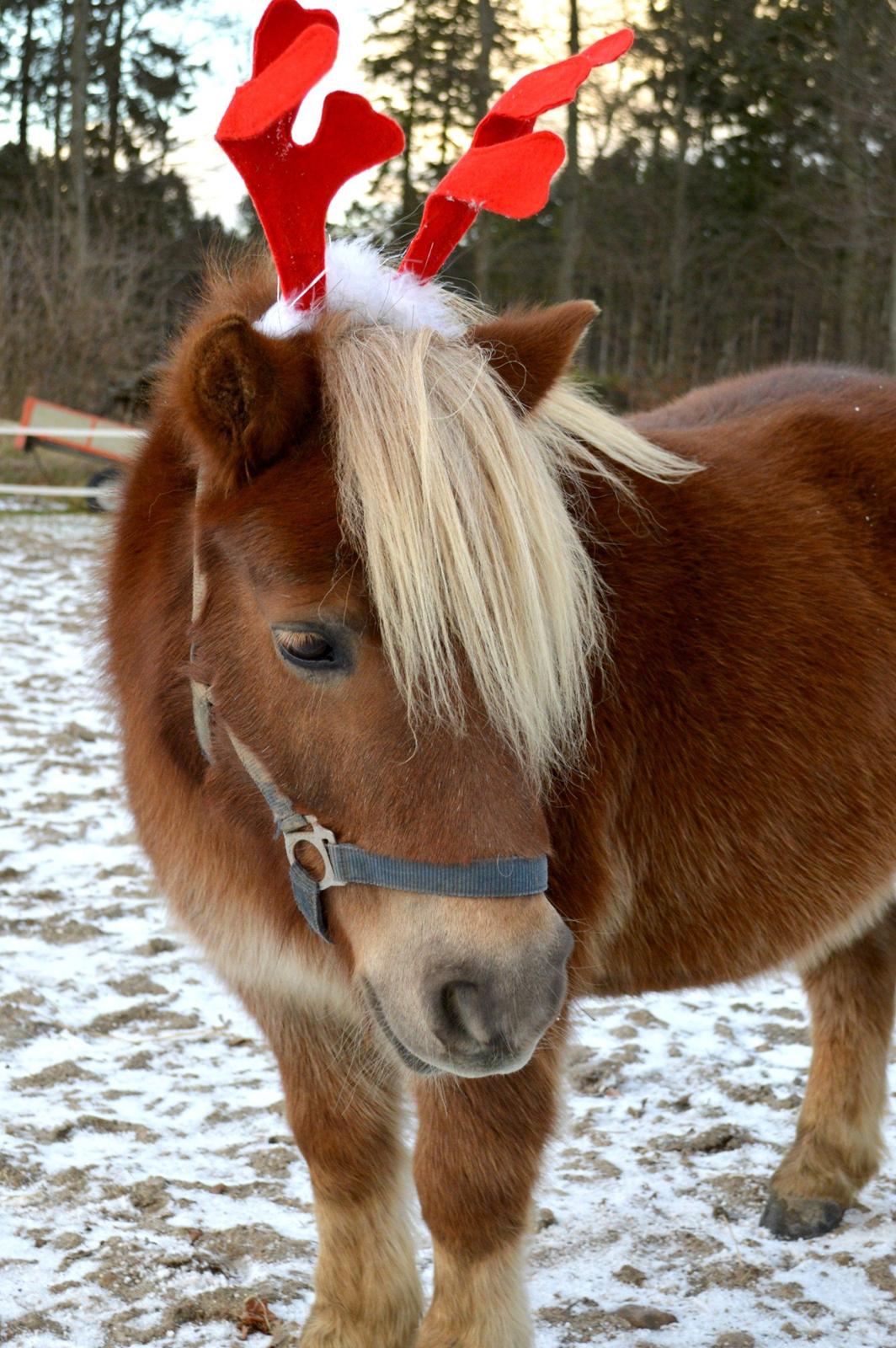 Shetlænder Følfods Nirvana billede 12