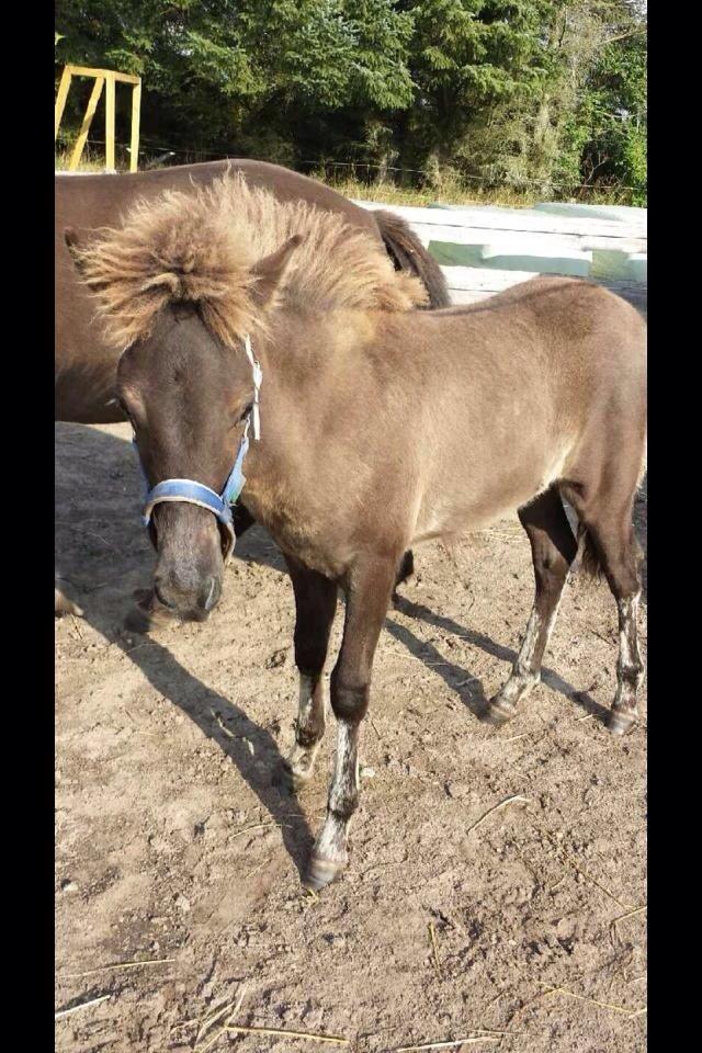 Islænder Moli fra Zanani billede 5