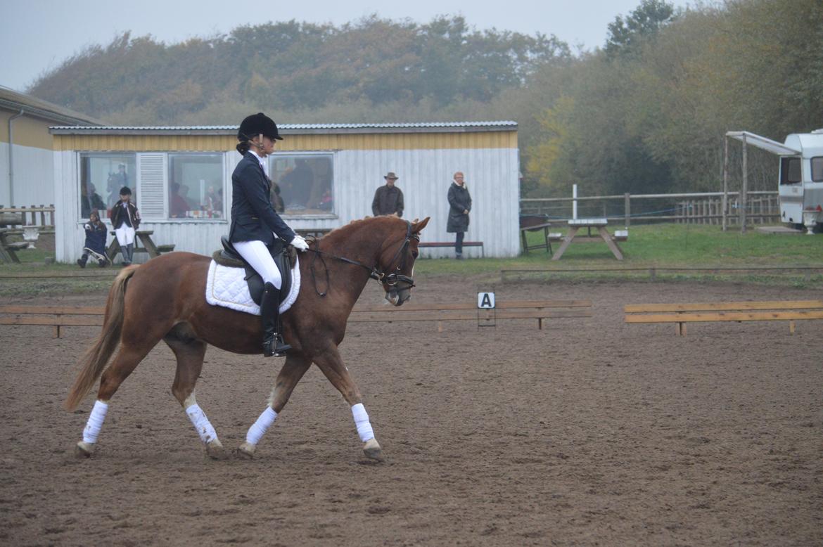 New Forest Kjølens Fanfare - LC2 - 67,86% billede 8