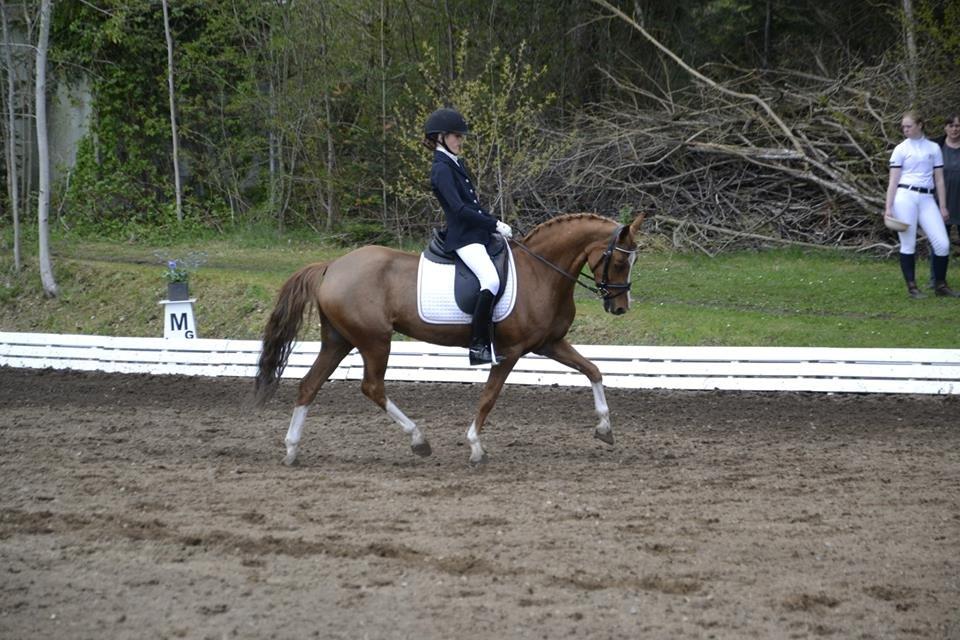 Welsh Pony (sec B) *Saffira Stal Bruggeweerd* A-Pony* Solgt :-'( - I miss u! billede 21