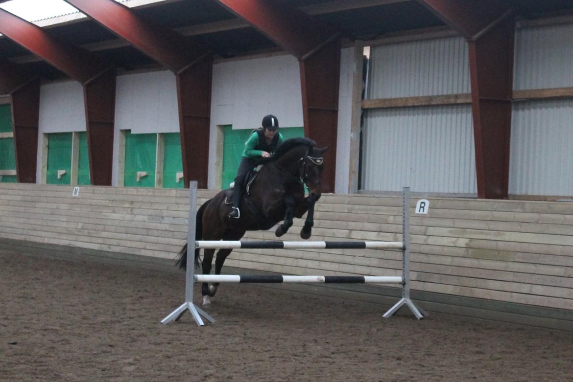 Oldenborg Damgårdens Top-Loader - Vi træner lidt spring - her 95 cm billede 10