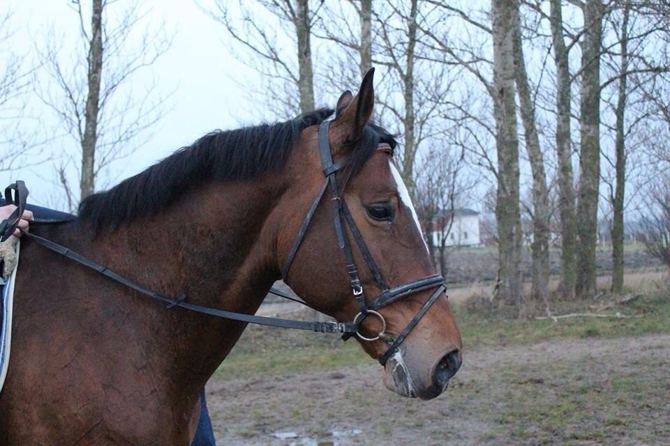 Ungarnsk Varmblod  Lili - den smukkeste <3 billede 19