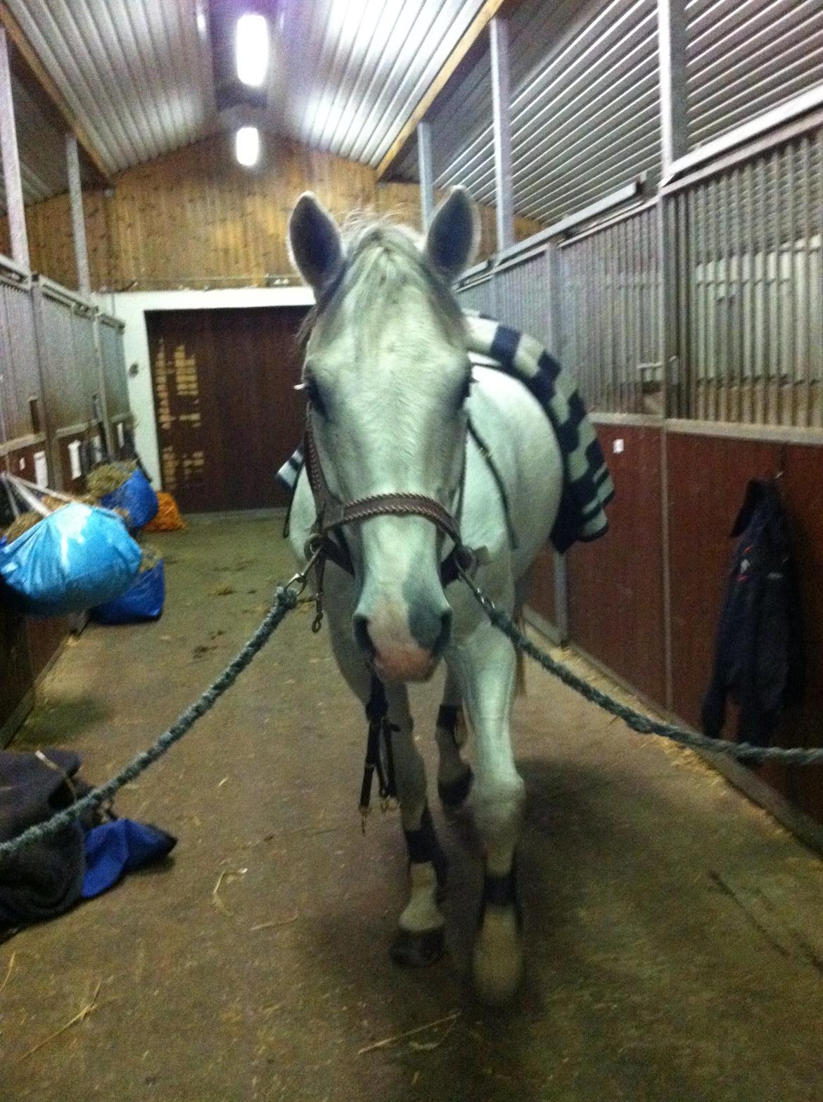 Holstener Ciel Ouvert billede 9