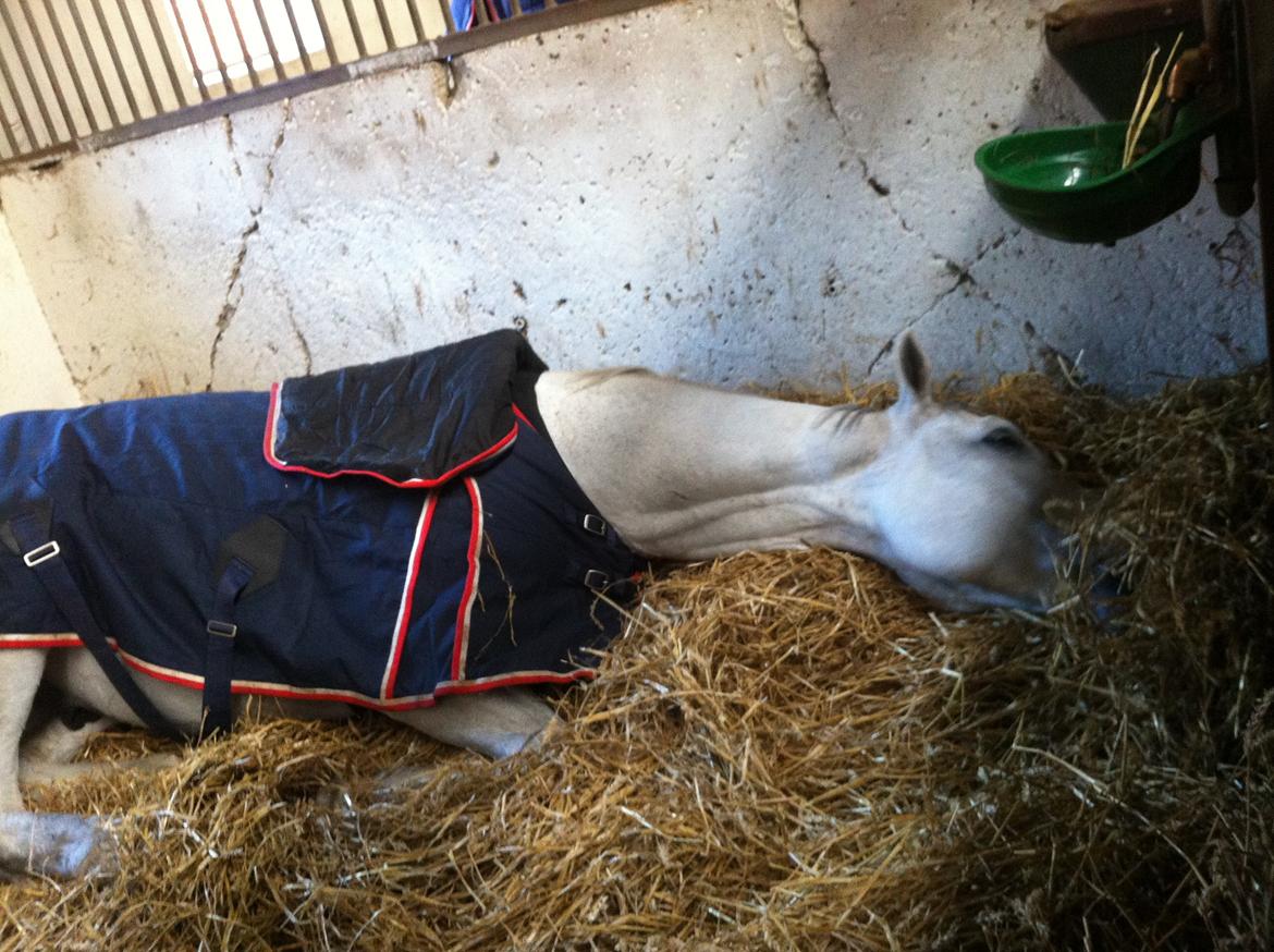 Holstener Ciel Ouvert billede 12