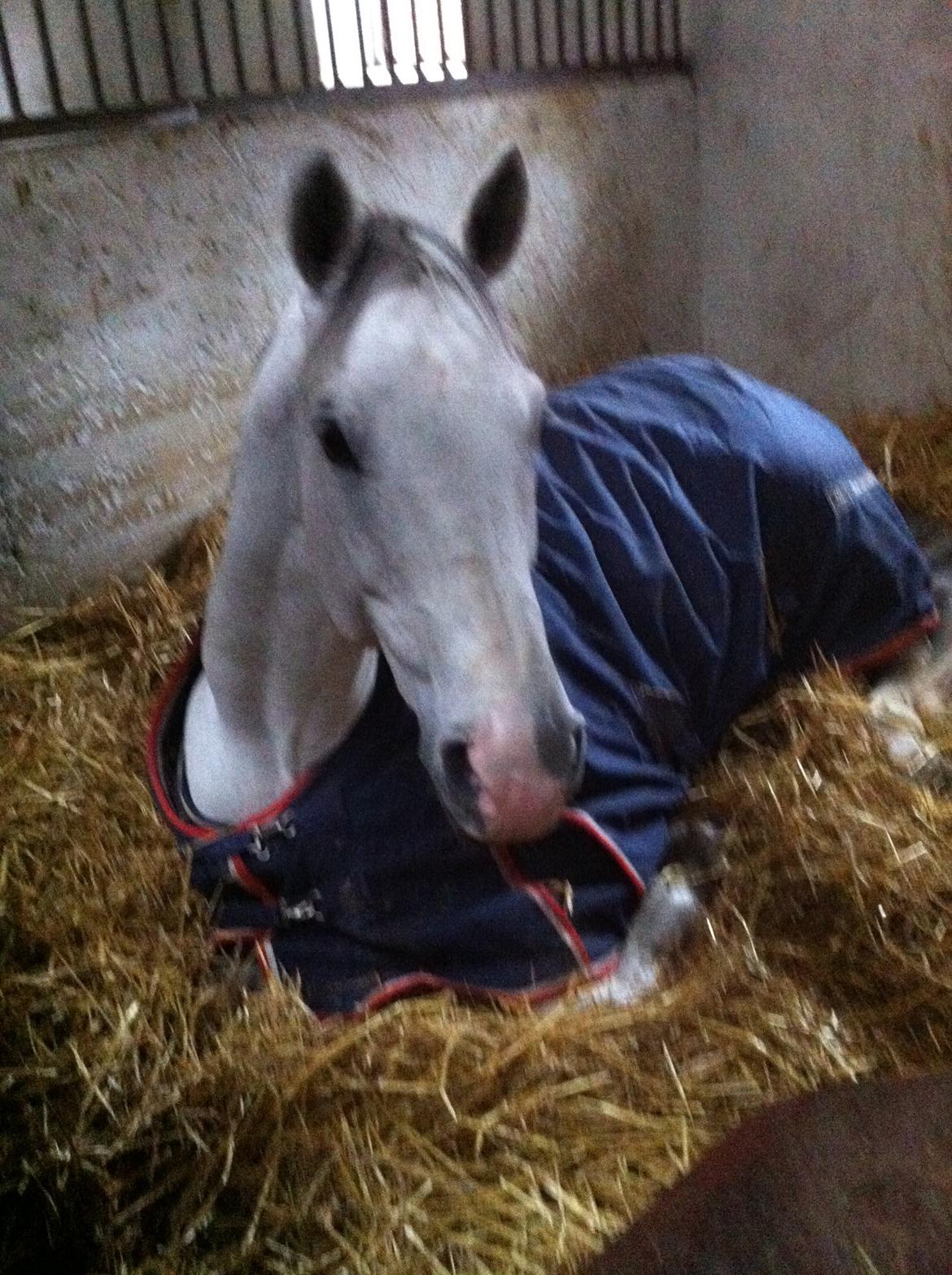 Holstener Ciel Ouvert billede 14