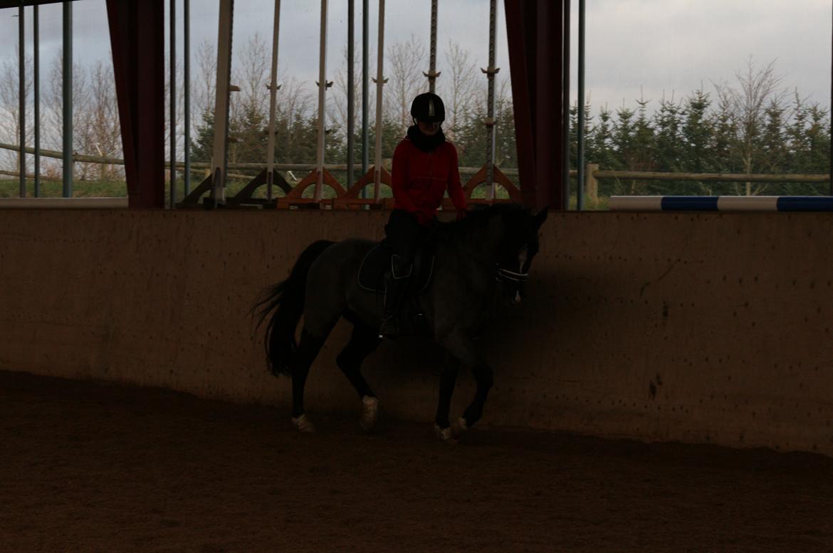 DSP Solvanggårds Diadem billede 38