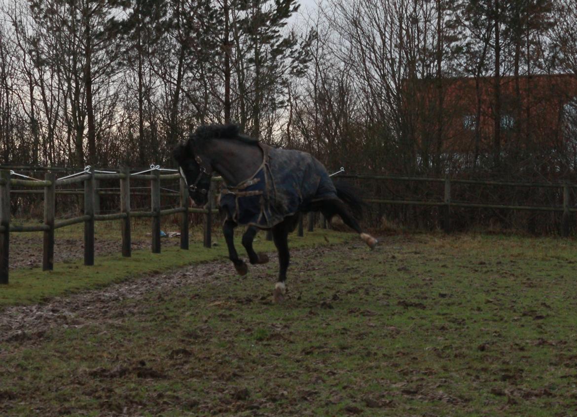 DSP Solvanggårds Diadem billede 44