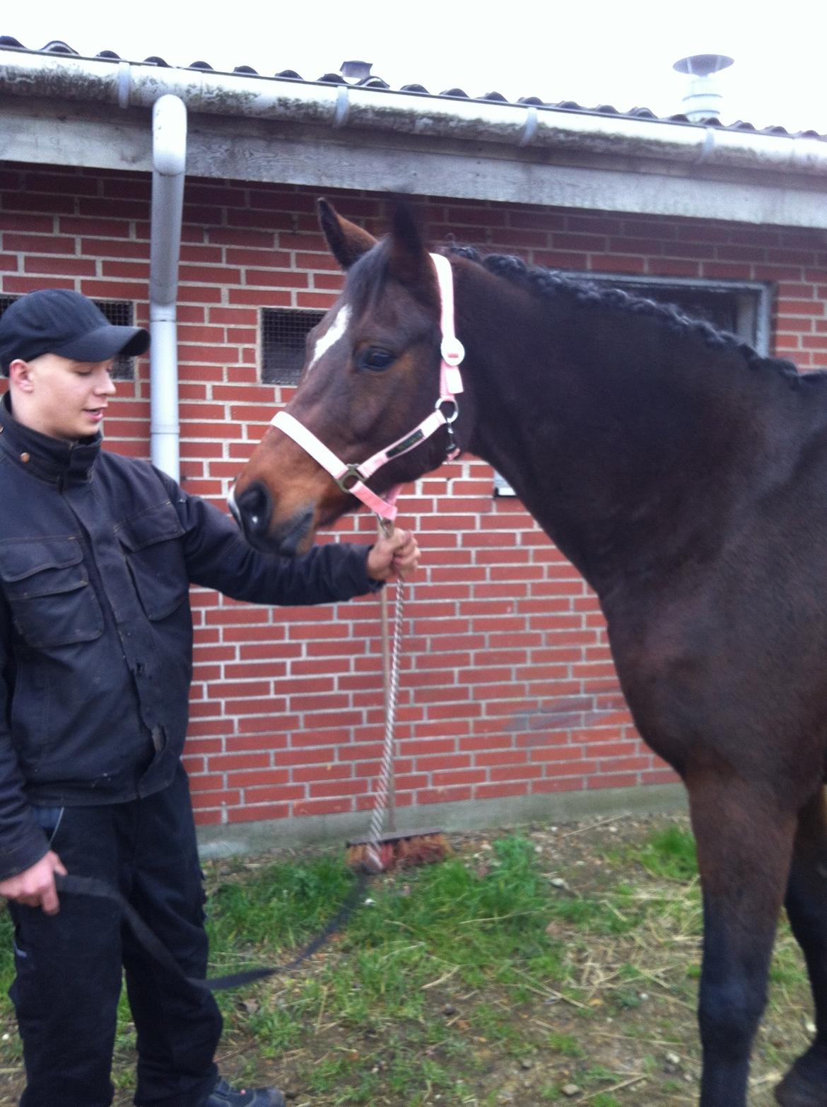 Dansk Varmblod Mailou billede 19