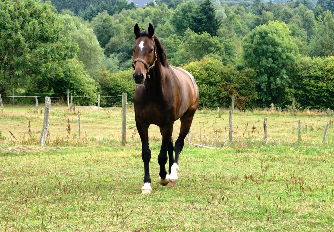 Dansk Varmblod Licrido af Tanderupholm - Hjertelig velkommen til Ludo's profil :o) billede 1