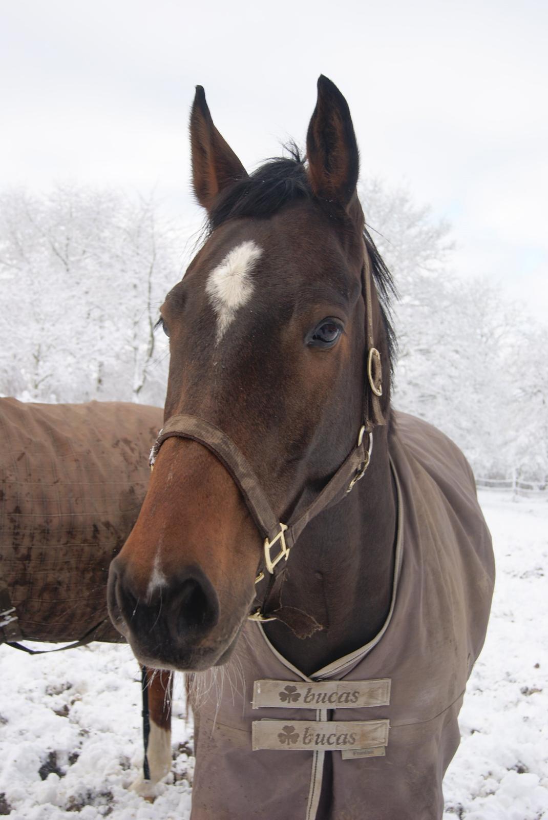 Dansk Varmblod Licrido af Tanderupholm billede 15