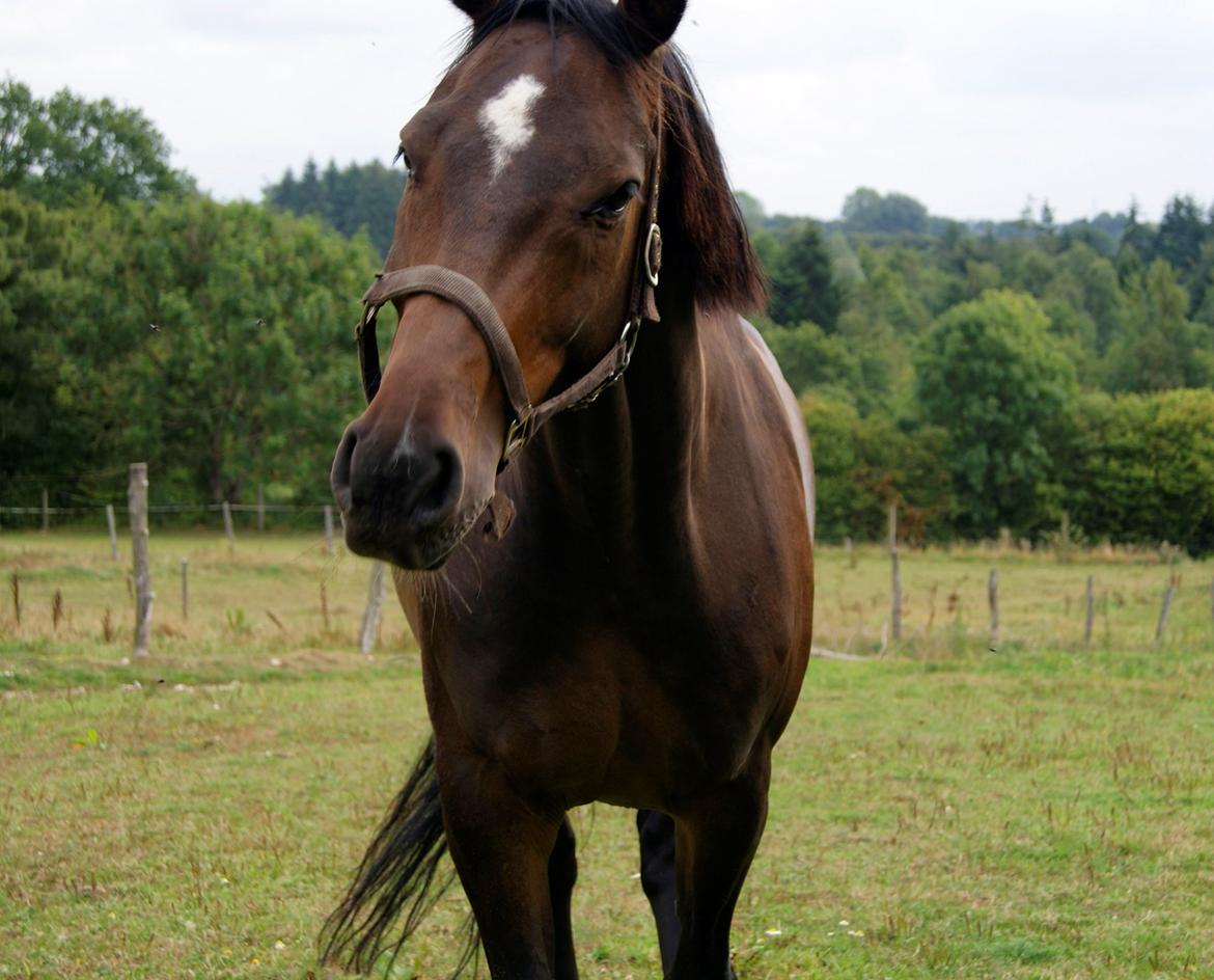 Dansk Varmblod Licrido af Tanderupholm - Sommer 2013, min dejlige basse billede 16