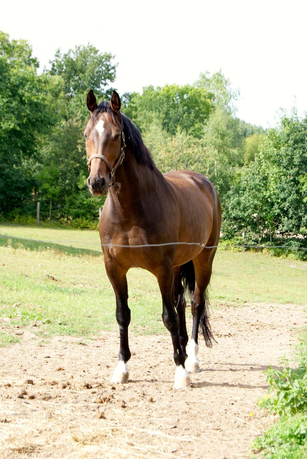 Dansk Varmblod Licrido af Tanderupholm - Sommer 2013, smukke fotomodel billede 17