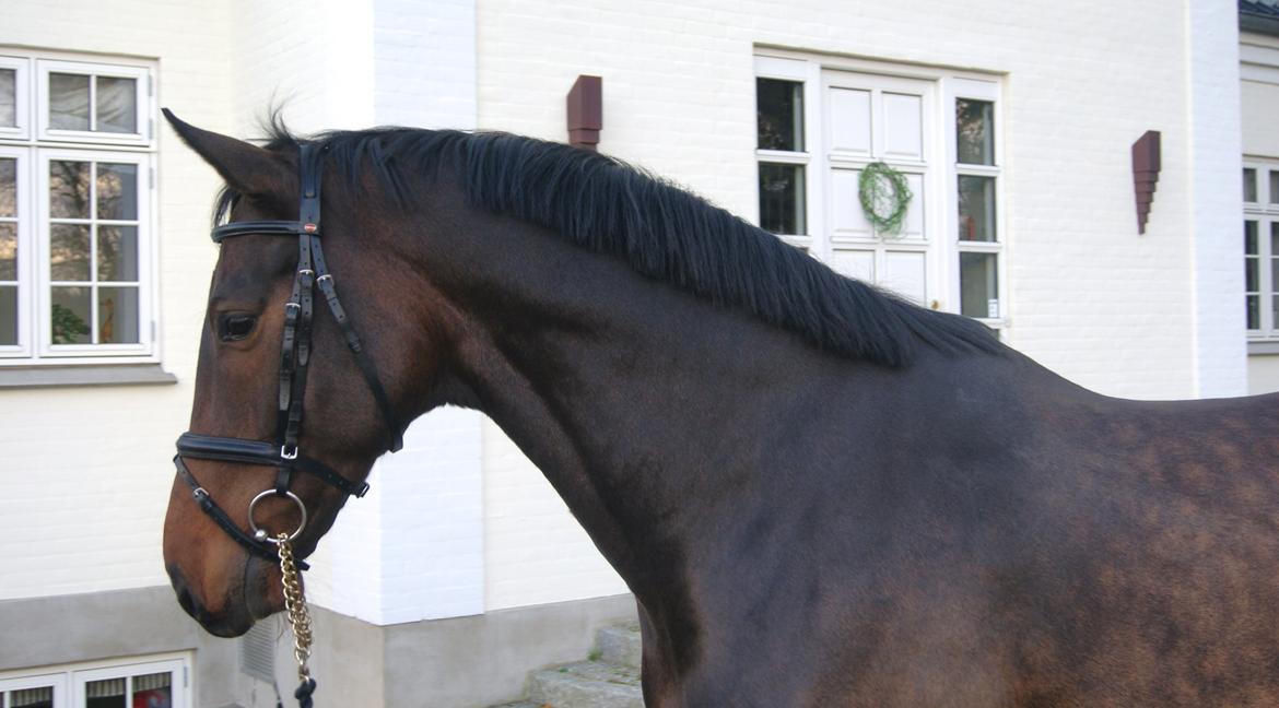 Dansk Varmblod Licrido af Tanderupholm - Opstilling foran huset - min aller smukkeste dreng billede 18