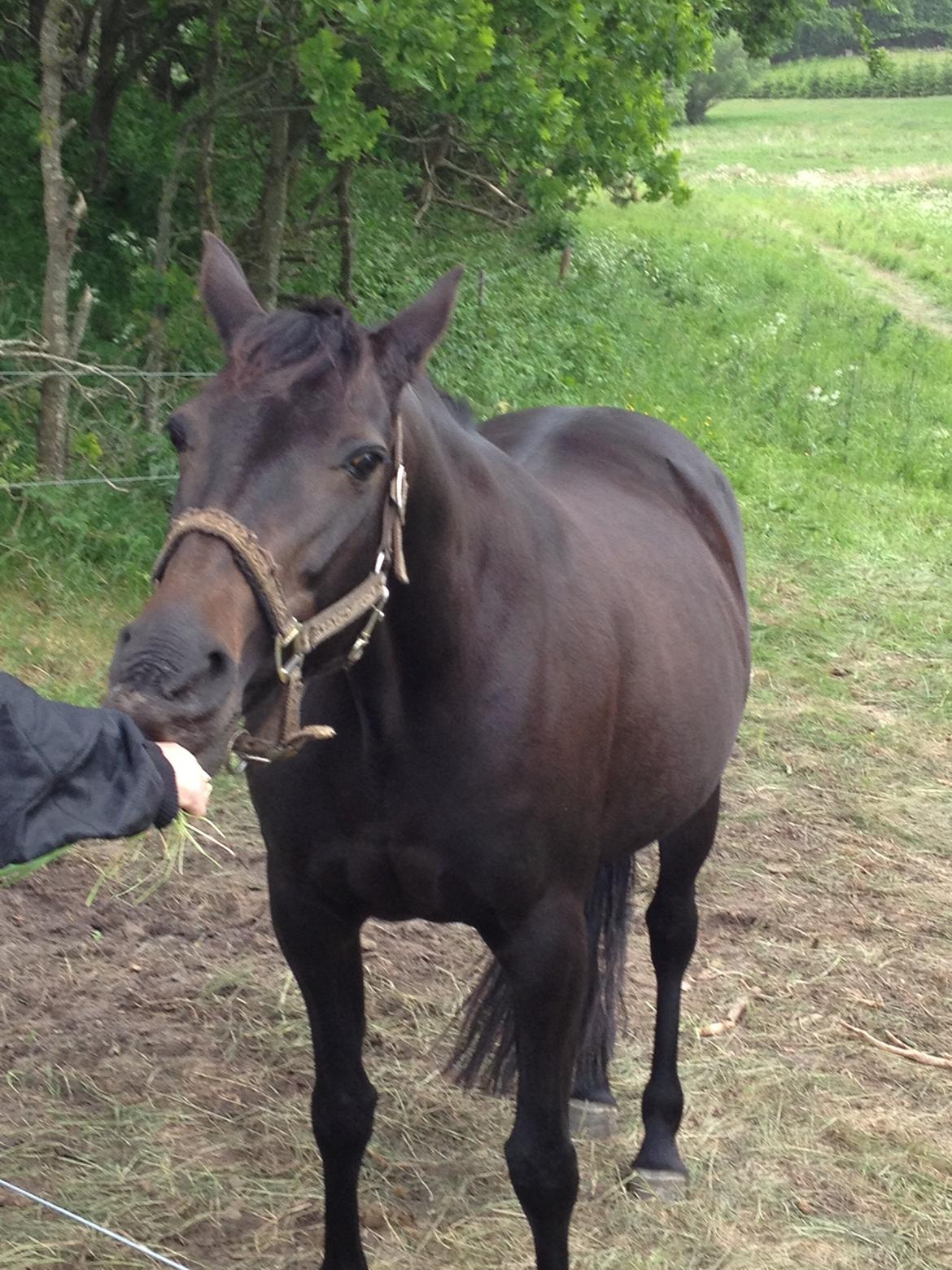 Traver Exposito Attack billede 22