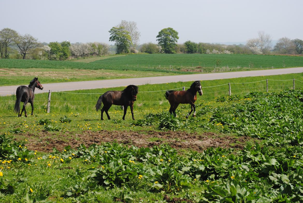 Anden særlig race Miss Patricia - Første gang på græs fold sommer 2013 billede 10