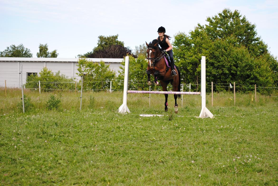 Anden særlig race Miss Patricia billede 13