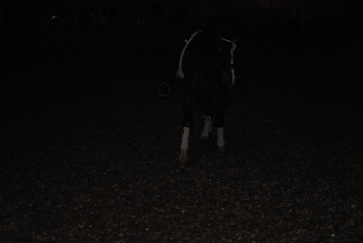 Anden særlig race Miss Patricia - Træning d. 01/01-2014 billede 17