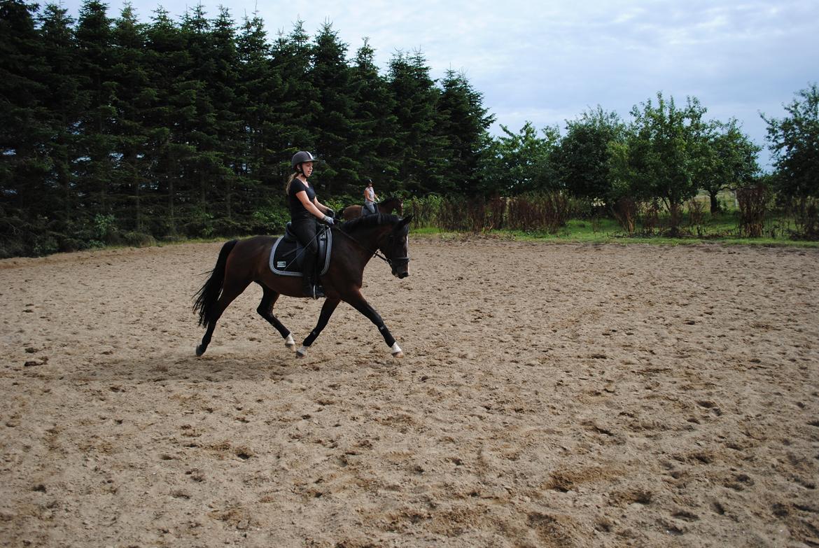 Anden særlig race Miss Patricia billede 5