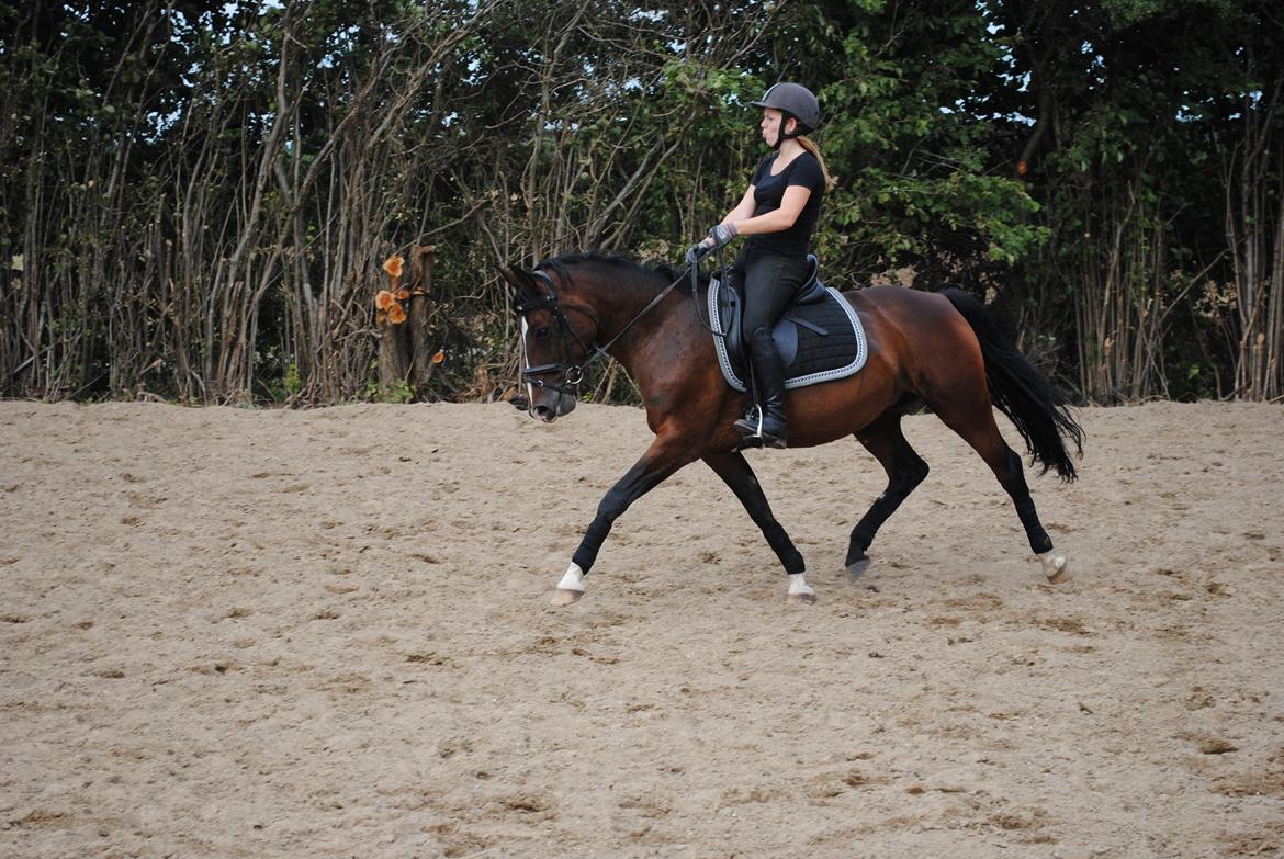 Anden særlig race Miss Patricia billede 2