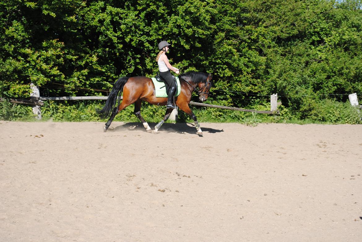 Anden særlig race Miss Patricia billede 8