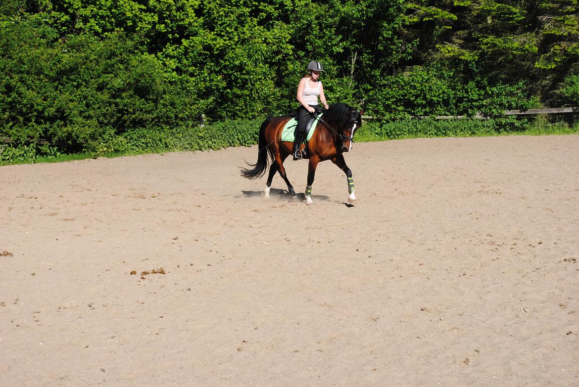 Anden særlig race Miss Patricia billede 7