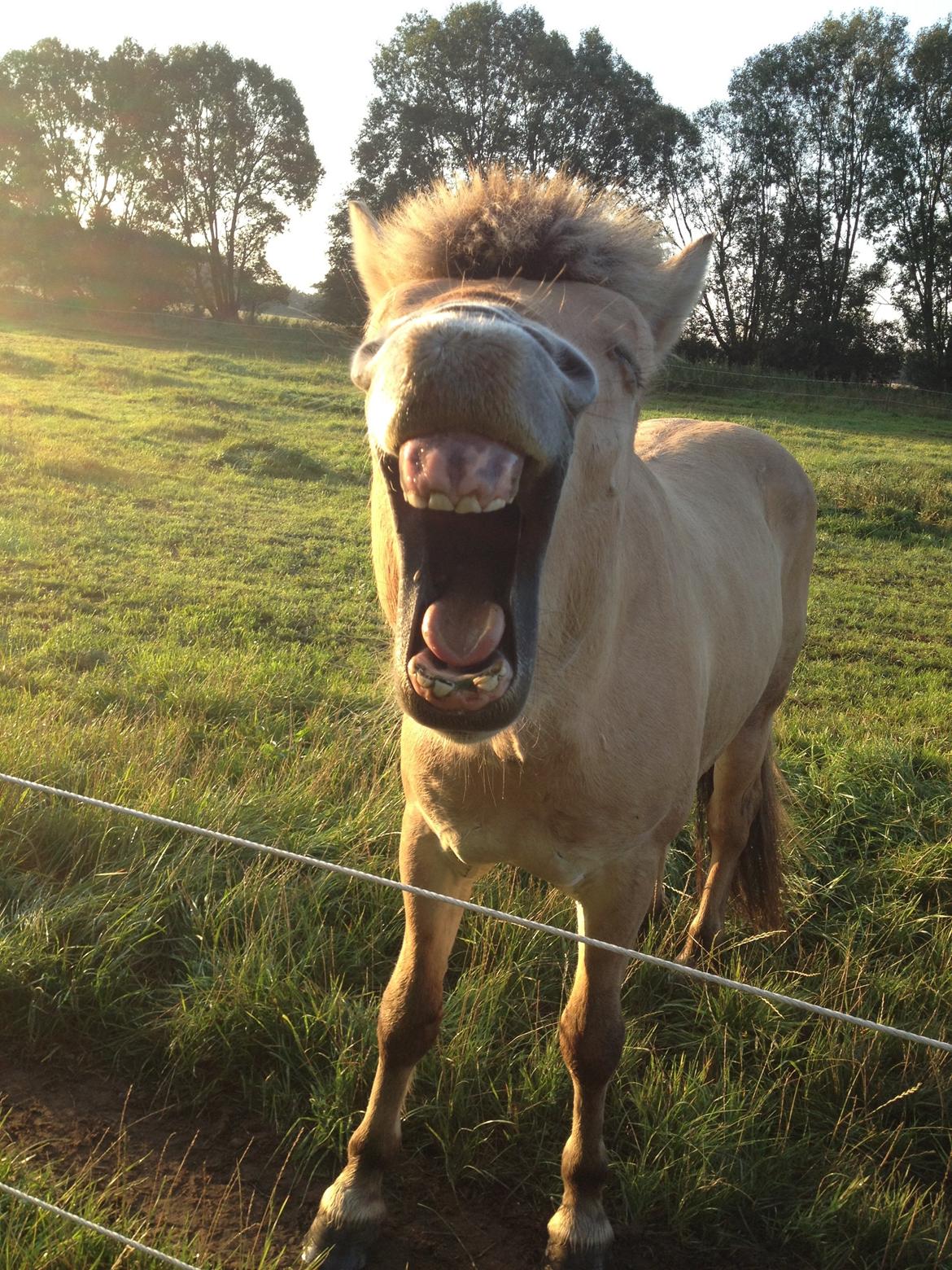 Fjordhest Oscar Vårby billede 47