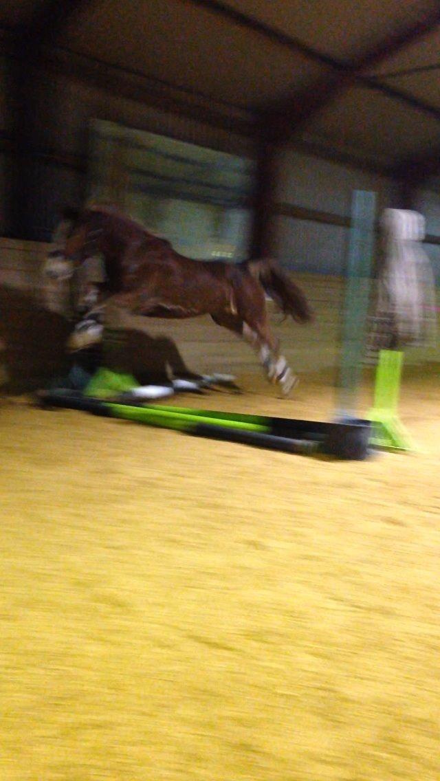 Frederiksborg Egevang's C'lea  billede 5