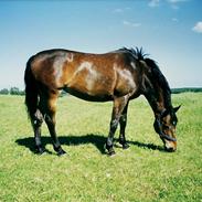 Anden særlig race Heidi DeLuise