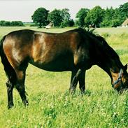 Anden særlig race Heidi DeLuise