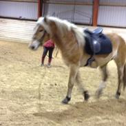 Haflinger Victoria