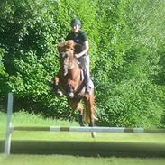 New Forest Argos Hippios