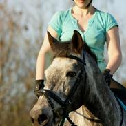 Anden særlig race Cecilie