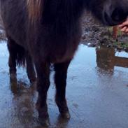 Islænder Hera fra Bredgaard