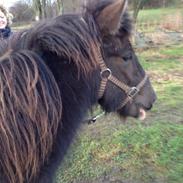 Islænder Hera fra Bredgaard